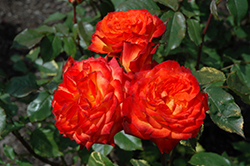 Charisma Rose (Rosa 'Charisma') at Holland Nurseries