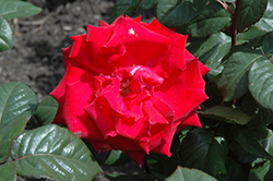 Grande Amore Eleganza Rose (Rosa 'KORcoluma') at Holland Nurseries