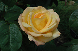 Gold Medal Rose (Rosa 'AROyqueli') at Holland Nurseries