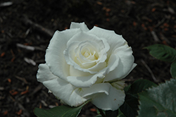 White Lightnin' Rose (Rosa 'AROwhif') at Holland Nurseries