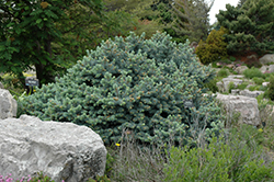St. Mary's Broom Creeping Blue Spruce (Picea pungens 'St. Mary's Broom') at Holland Nurseries
