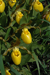 Yellow Lady's Slipper (Cypripedium parviflorum) at Holland Nurseries