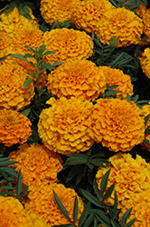 Taishan Orange Marigold (Tagetes erecta 'Taishan Orange') at Holland Nurseries
