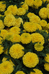 Taishan Yellow Marigold (Tagetes erecta 'Taishan Yellow') at Holland Nurseries