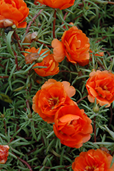 Sundial Orange Portulaca (Portulaca grandiflora 'Sundial Orange') at Holland Nurseries