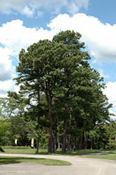 Austrian Pine (Pinus nigra) at Holland Nurseries