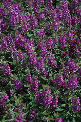 Serenita Purple Angelonia (Angelonia angustifolia 'PAS803822') at Holland Nurseries