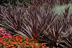 Red Sensation Grass Palm (Cordyline australis 'Red Sensation') at Holland Nurseries