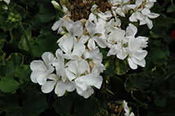 Rocky Mountain White Geranium (Pelargonium 'Rocky Mountain White') at Holland Nurseries