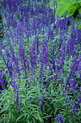 Victoria Blue Salvia (Salvia farinacea 'Victoria Blue') at Holland Nurseries