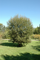Pussy Willow (Salix discolor) at Holland Nurseries