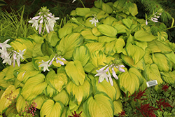 Stained Glass Hosta (Hosta 'Stained Glass') at Holland Nurseries