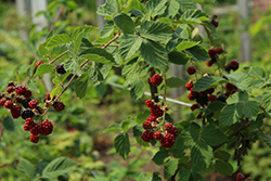 Chester Thornless Blackberry (Rubus 'Chester') at Holland Nurseries