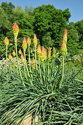Fire Dance Torchlily (Kniphofia hirsuta 'Fire Dance') at Holland Nurseries