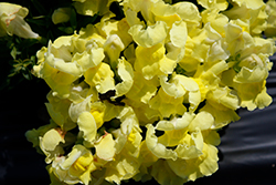 Snapshot Yellow Snapdragon (Antirrhinum majus 'PAS409666') at Holland Nurseries