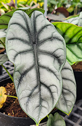 Mythic Silver Dragon Jewel Alocasia (Alocasia baginda 'Silver Dragon') at Holland Nurseries