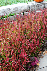 Red Baron Japanese Blood Grass (Imperata cylindrica 'Red Baron') at Holland Nurseries