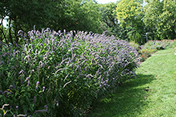 Blue Fortune Anise Hyssop (Agastache 'Blue Fortune') at Holland Nurseries