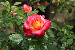 Dick Clark Rose (Rosa 'Dick Clark') at Holland Nurseries