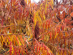 Tiger Eyes Sumac (Rhus typhina 'Bailtiger') at Holland Nurseries