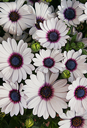 Akila White Purple Eye African Daisy (Osteospermum ecklonis 'Akila White Purple Eye') at Holland Nurseries