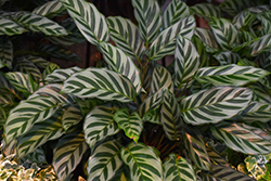 Peacock Plant (Calathea makoyana) at Holland Nurseries