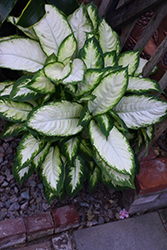 Camille Dieffenbachia (Dieffenbachia maculata 'Camille') at Holland Nurseries