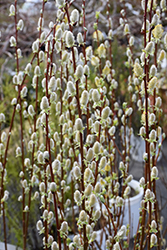 Pussy Willow (Salix discolor) at Holland Nurseries
