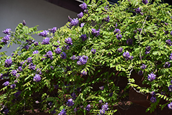 Blue Moon Wisteria (Wisteria macrostachya 'Blue Moon') at Holland Nurseries