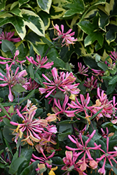 Goldflame Honeysuckle (Lonicera x heckrottii) at Holland Nurseries