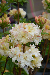 Cannon's Double Azalea (Rhododendron 'Cannon's Double') at Holland Nurseries