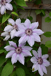 Nelly Moser Clematis (Clematis 'Nelly Moser') at Holland Nurseries