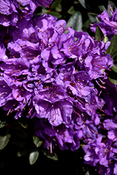 Purple Gem Rhododendron (Rhododendron 'Purple Gem') at Holland Nurseries