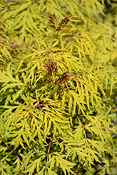 Lemony Lace Elder (Sambucus racemosa 'SMNSRD4') at Holland Nurseries