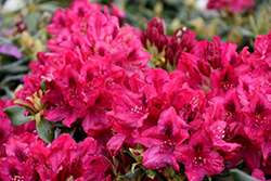 Nova Zembla Rhododendron (Rhododendron 'Nova Zembla') at Holland Nurseries