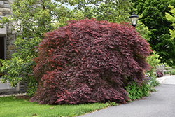 Tamukeyama Japanese Maple (Acer palmatum 'Tamukeyama') at Holland Nurseries