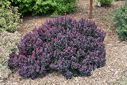 Concorde Japanese Barberry (Berberis thunbergii 'Concorde') at Holland Nurseries