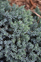Blue Star Juniper (Juniperus squamata 'Blue Star') at Holland Nurseries