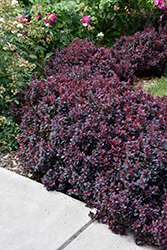 Concorde Japanese Barberry (Berberis thunbergii 'Concorde') at Holland Nurseries