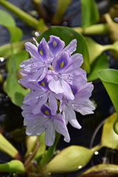 Water Hyacinth (Eichhornia crassipes) at Holland Nurseries
