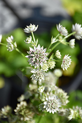 Star Of Billion Masterwort (Astrantia major 'Star Of Billion') at Holland Nurseries