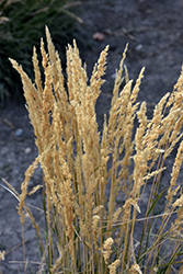 El Dorado Feather Reed Grass (Calamagrostis x acutiflora 'El Dorado') at Holland Nurseries