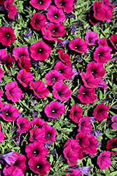 Shock Wave Deep Purple Petunia (Petunia 'Shock Wave Deep Purple') at Holland Nurseries