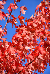 Autumn Fantasy Maple (Acer x freemanii 'Autumn Fantasy') at Holland Nurseries