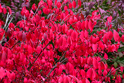 Compact Winged Burning Bush (Euonymus alatus 'Compactus') at Holland Nurseries
