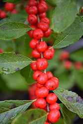 Red Sprite Winterberry (Ilex verticillata 'Red Sprite') at Holland Nurseries