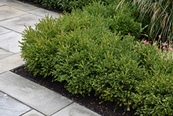 Green Gem Boxwood (Buxus 'Green Gem') at Holland Nurseries