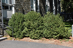 Green Mountain Boxwood (Buxus 'Green Mountain') at Holland Nurseries