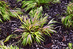 All Gold Hakone Grass (Hakonechloa macra 'All Gold') at Holland Nurseries