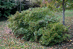 Red Sprite Winterberry (Ilex verticillata 'Red Sprite') at Holland Nurseries